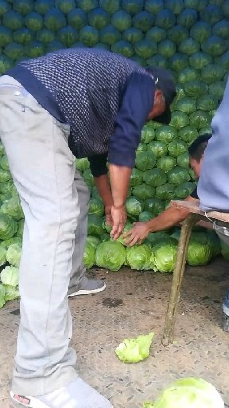 甘蓝大量上市中，数量大，质量优，价格便宜