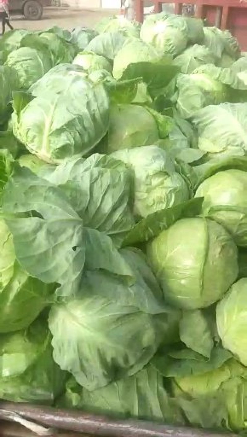 甘蓝大量上市中，数量大，质量优，价格便宜