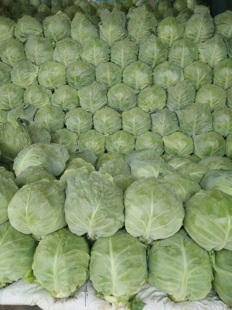 甘蓝大量上市中，数量大，质量优，价格便宜