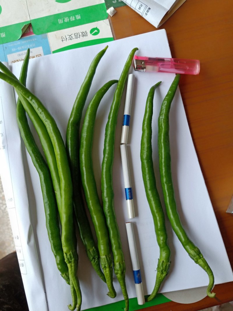 线椒