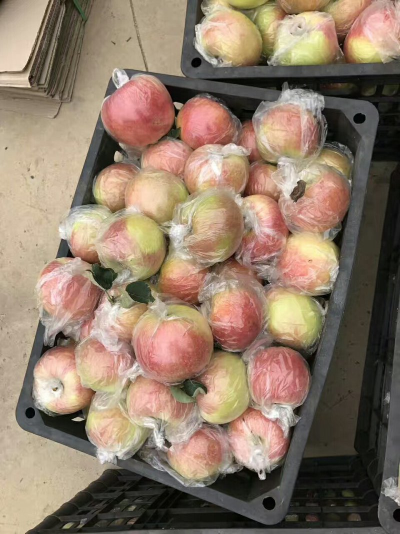 山东苹果产地，红将军苹果，金帅苹果，红星苹果价格