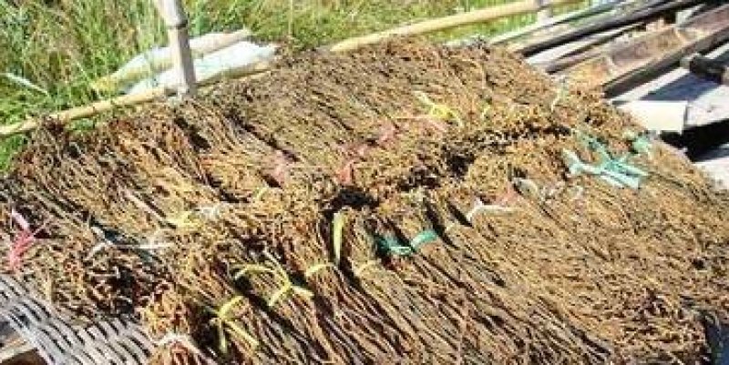陕南特产基地直供批发长豇豆（预订）
