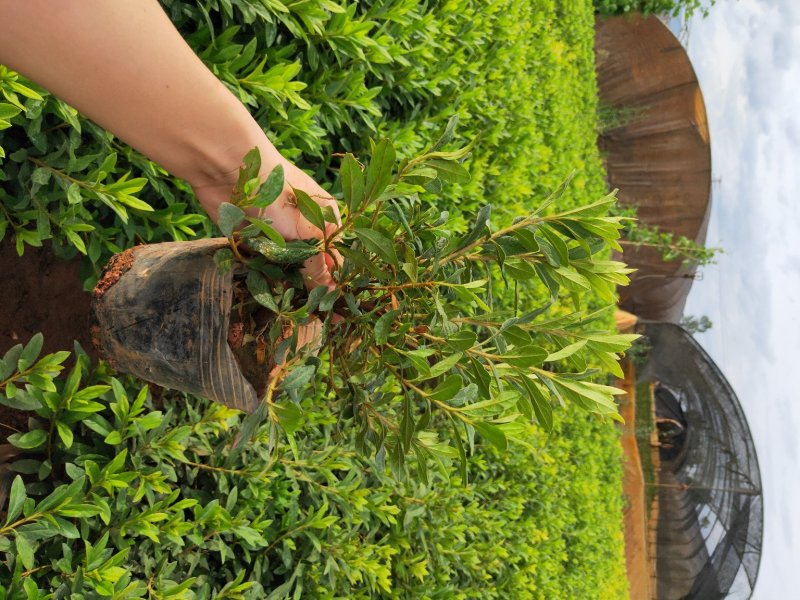优质绿化苗木毛娟，春娟，红土种植，常年有货，欢迎联系