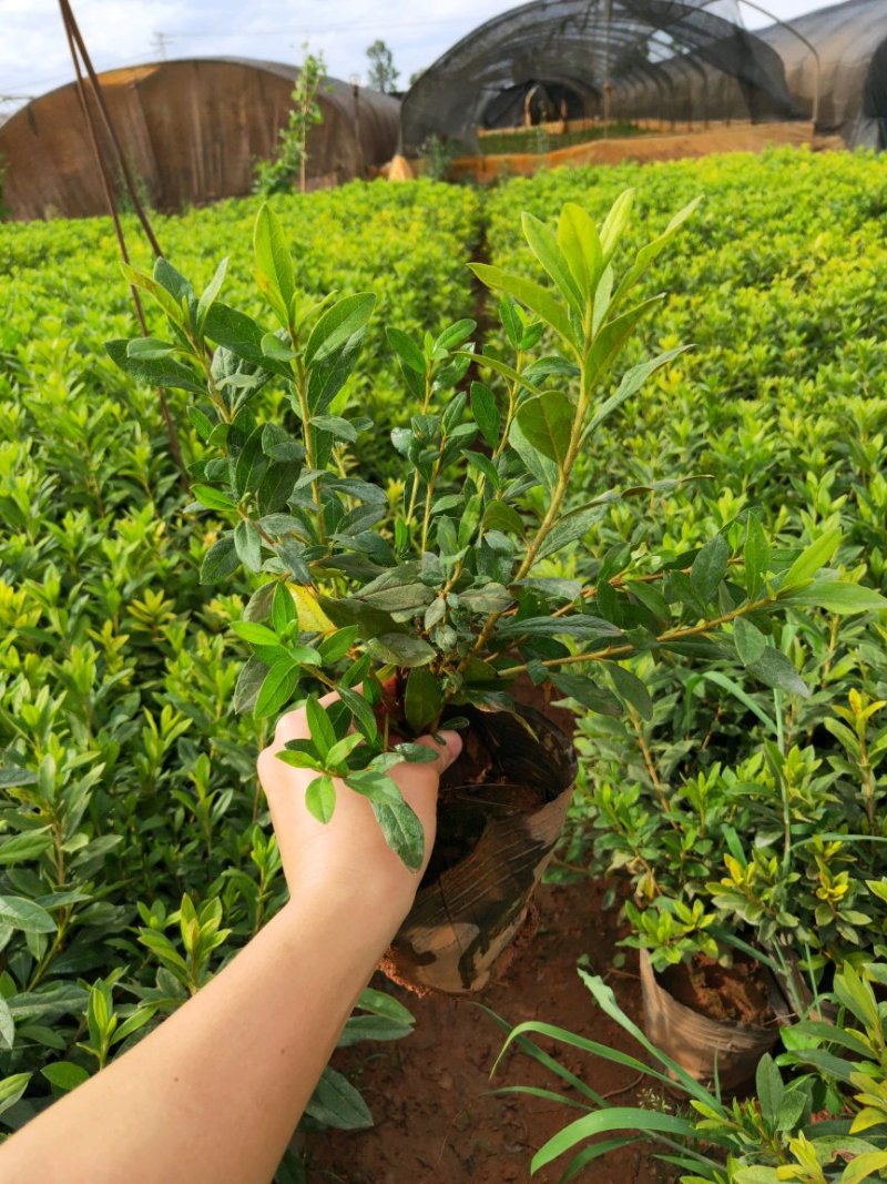 优质绿化苗木毛娟，春娟，红土种植，常年有货，欢迎联系