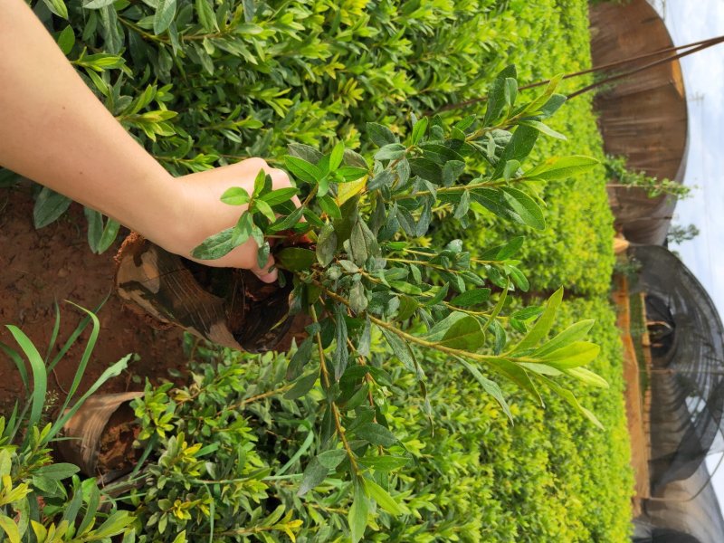 优质绿化苗木毛娟，春娟，红土种植，常年有货，欢迎联系