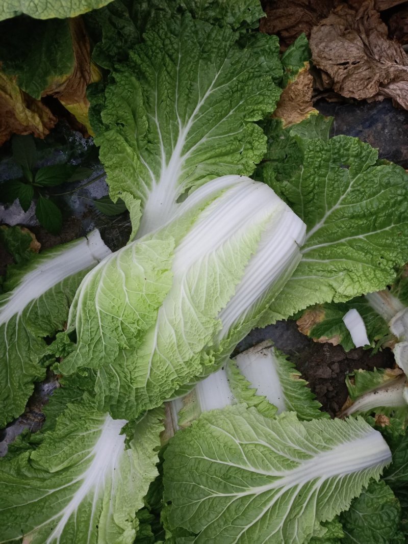 黄心白菜，玲珑黄，标准4.5.6.斤，好储存耐运输，