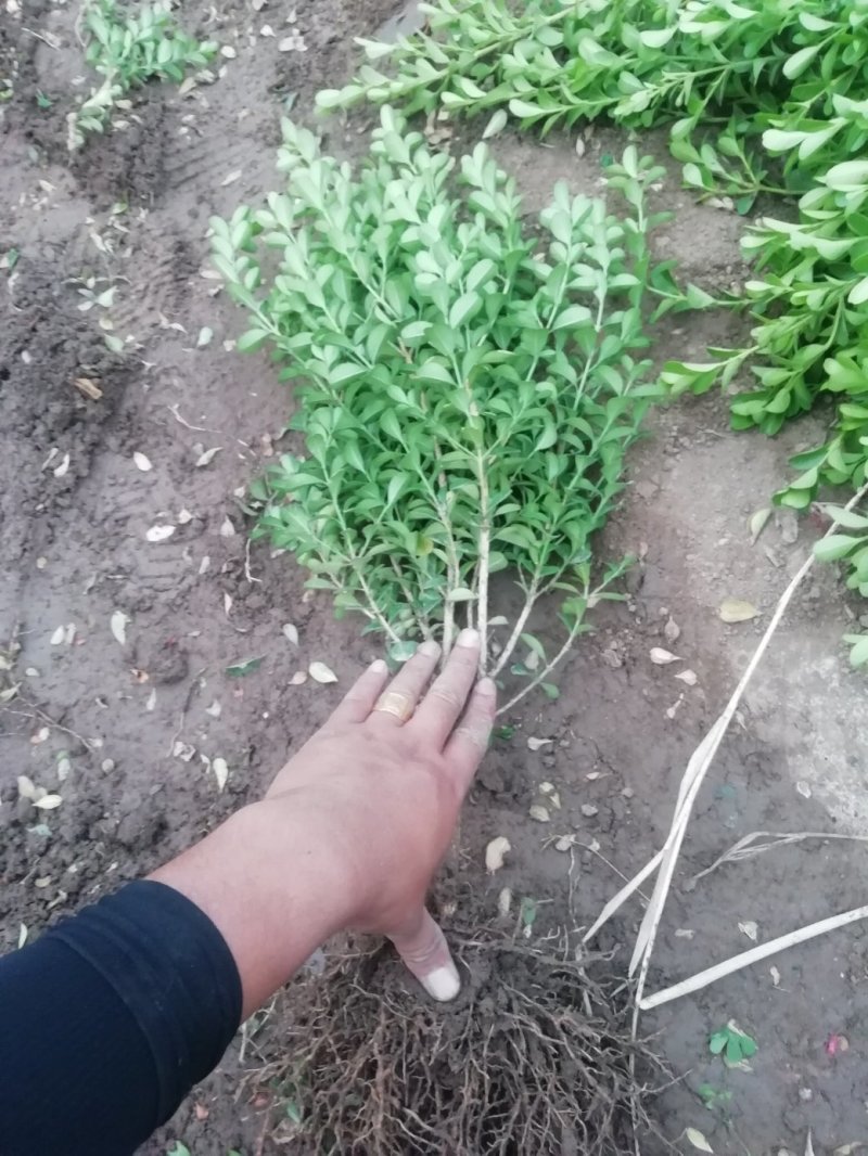 瓜子黄杨，各种规格都有