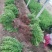瓜子黄杨，各种规格都有