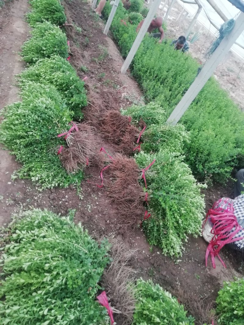 瓜子黄杨，各种规格都有