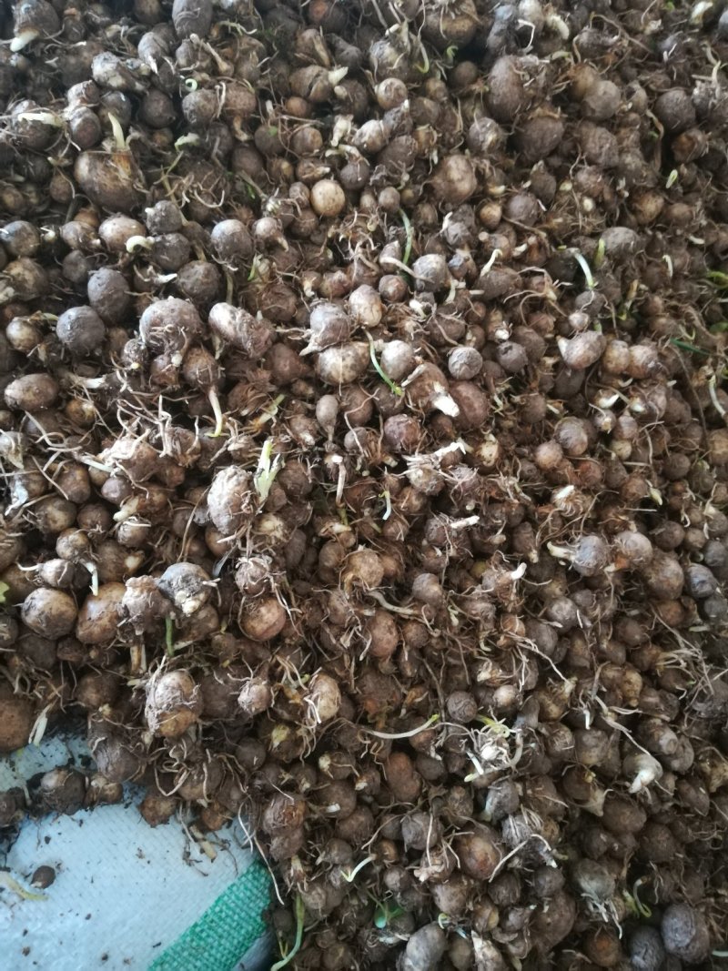 旱半夏种球基地直销免费技术指导上门保价回收放心苗