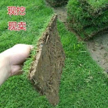马尼拉草皮