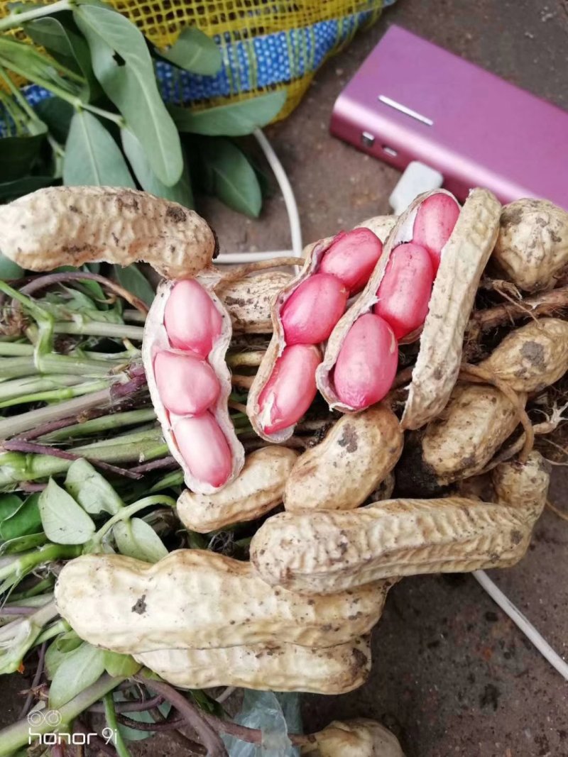 江苏徐州精品四粒红大量