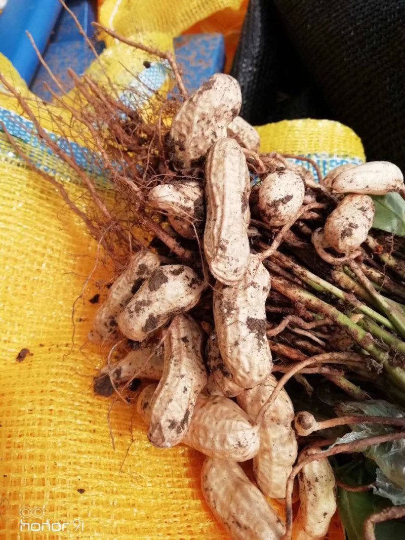江苏徐州精品四粒红大量