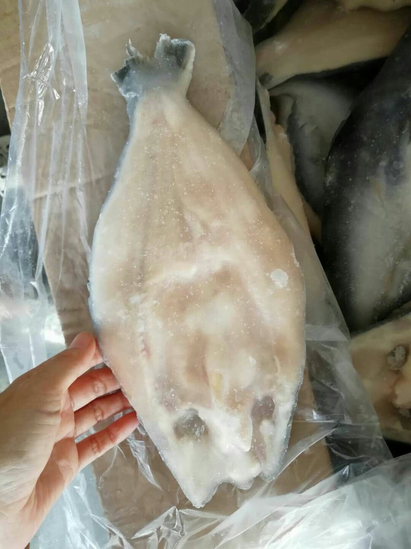巴沙鱼