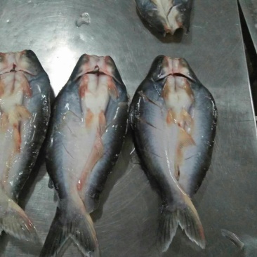 巴沙鱼