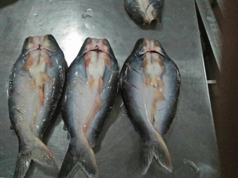 巴沙鱼