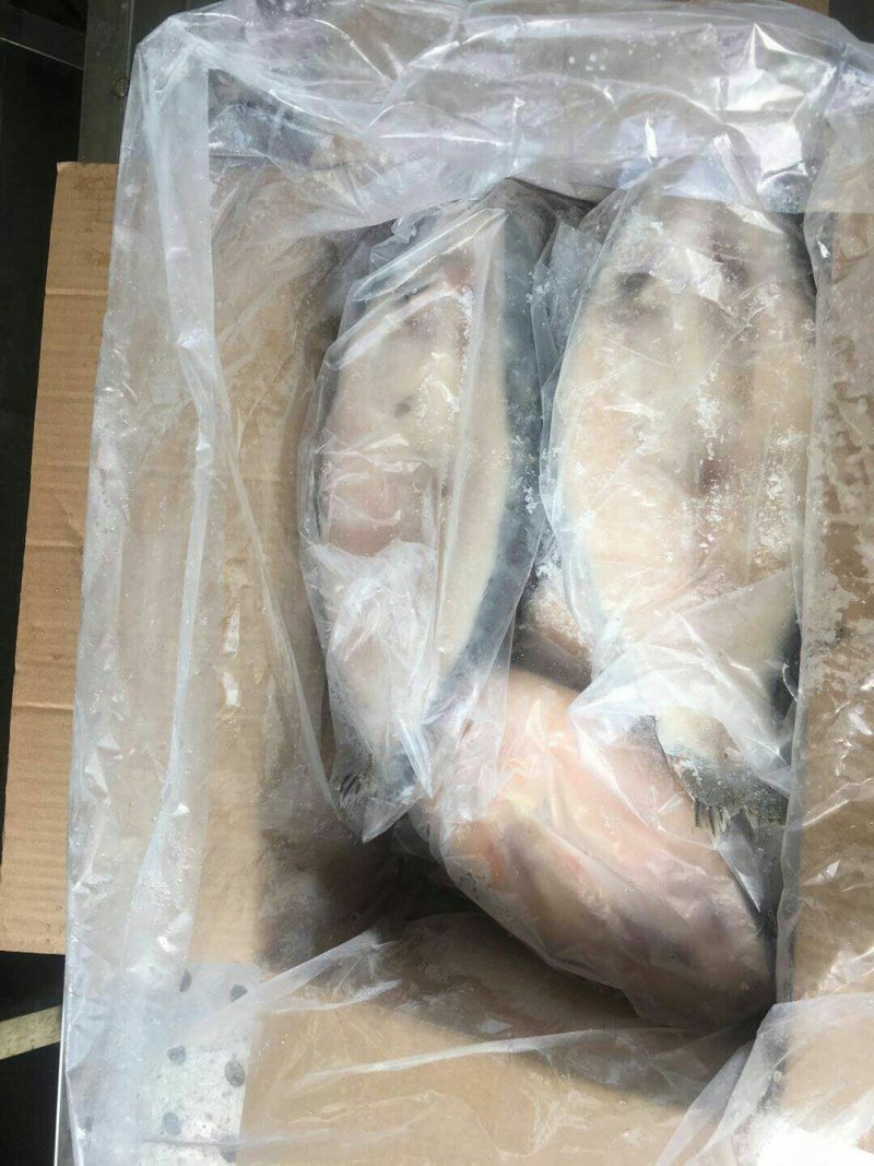 巴沙鱼