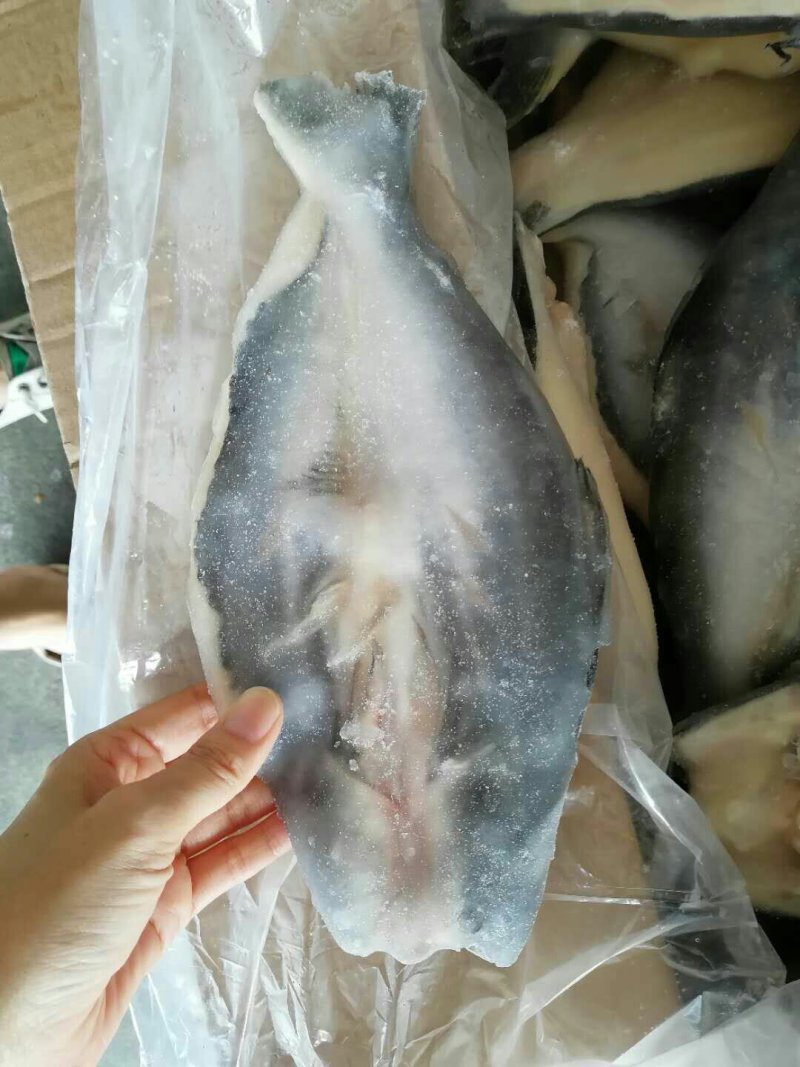 巴沙鱼