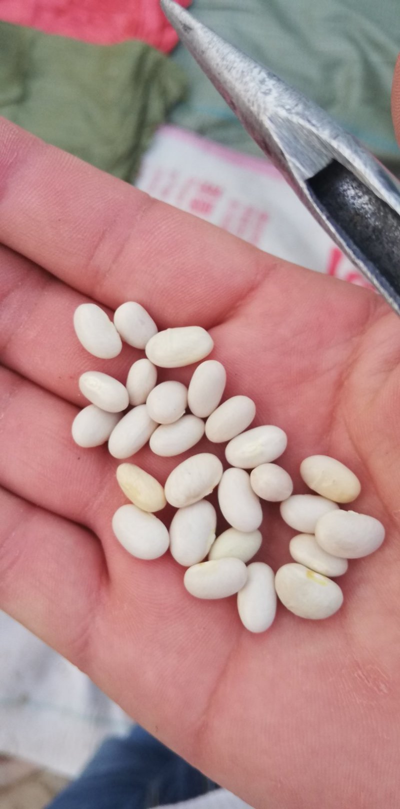 白芸豆可做豆沙，化妆品厂原料，规模种植，全年有货
