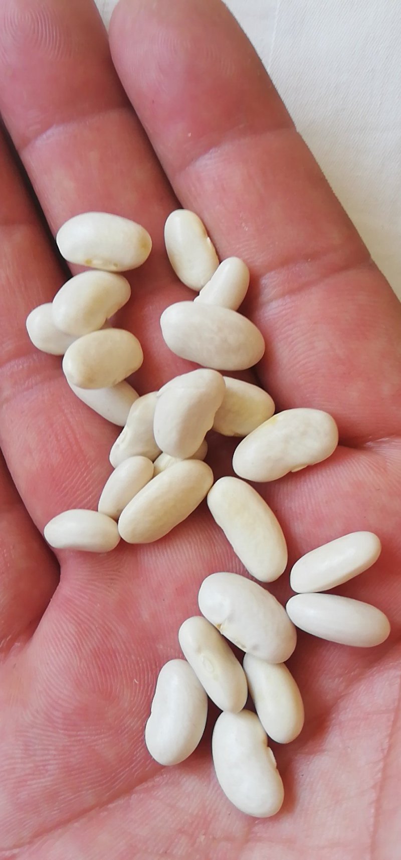 白芸豆可做豆沙，化妆品厂原料，规模种植，全年有货