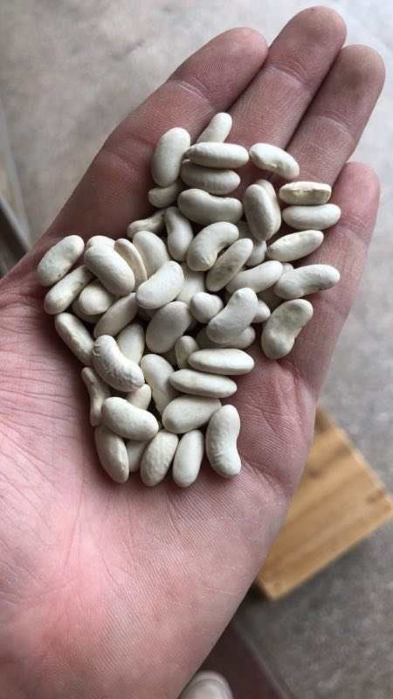 白芸豆可做豆沙，化妆品厂原料，规模种植，全年有货