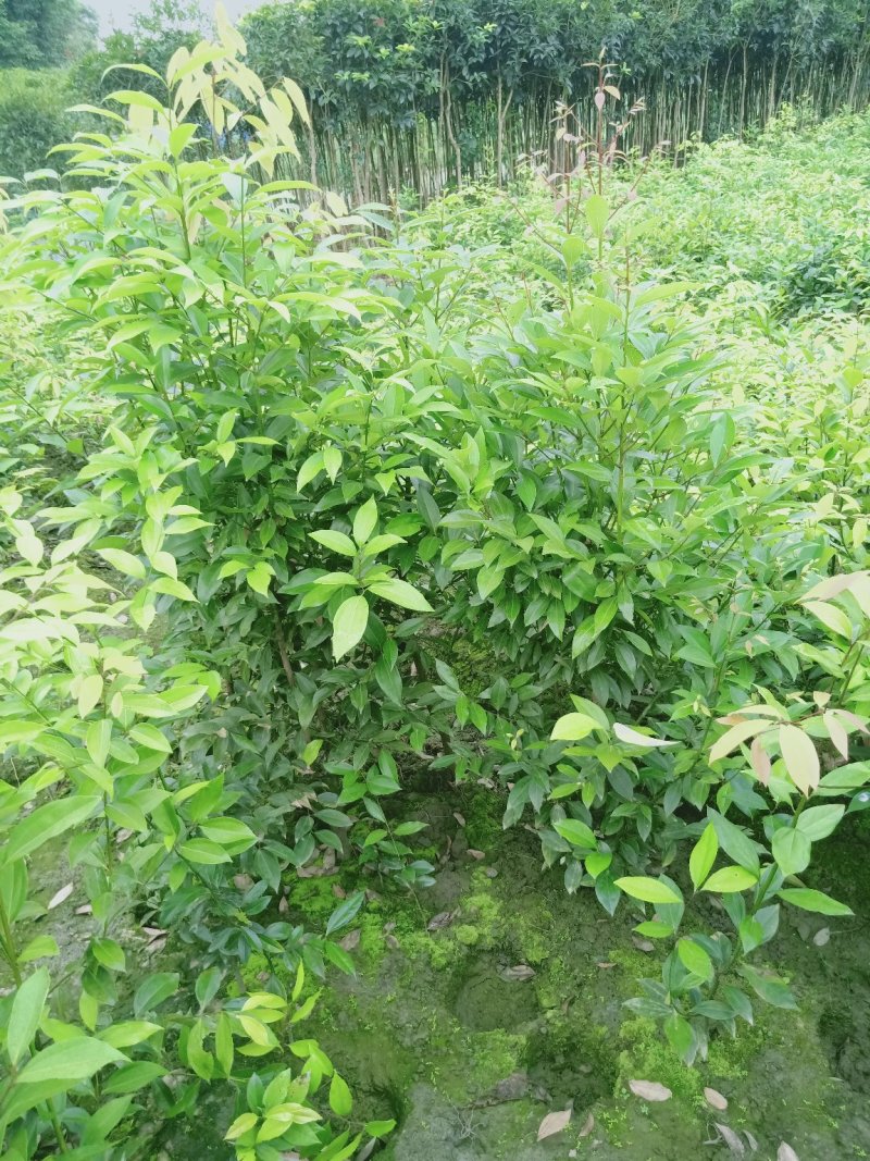天竺桂1米——1.8米