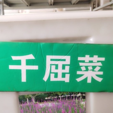 千屈菜种子