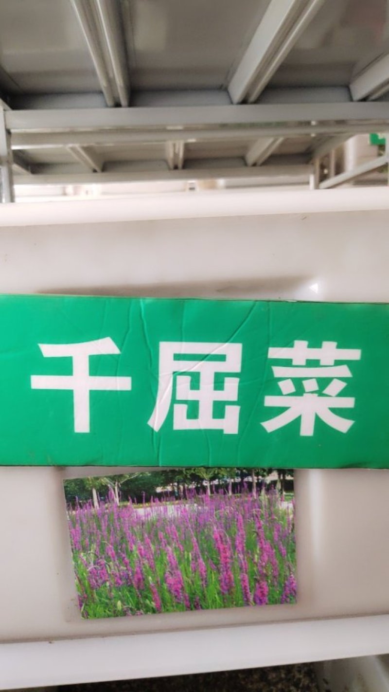 千屈菜种子