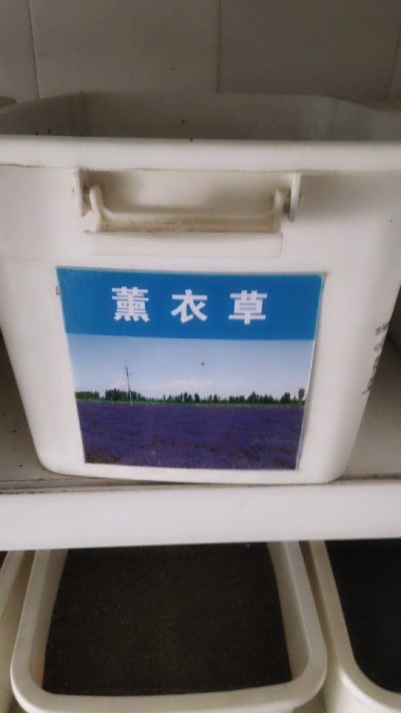薰衣草种子