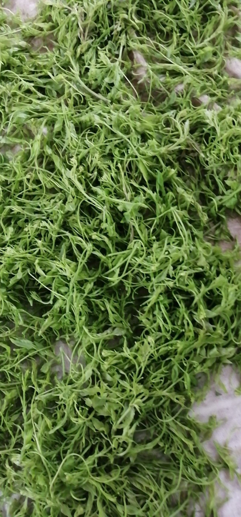 霉茶批发招代理，一件代发。土家神茶又名藤茶