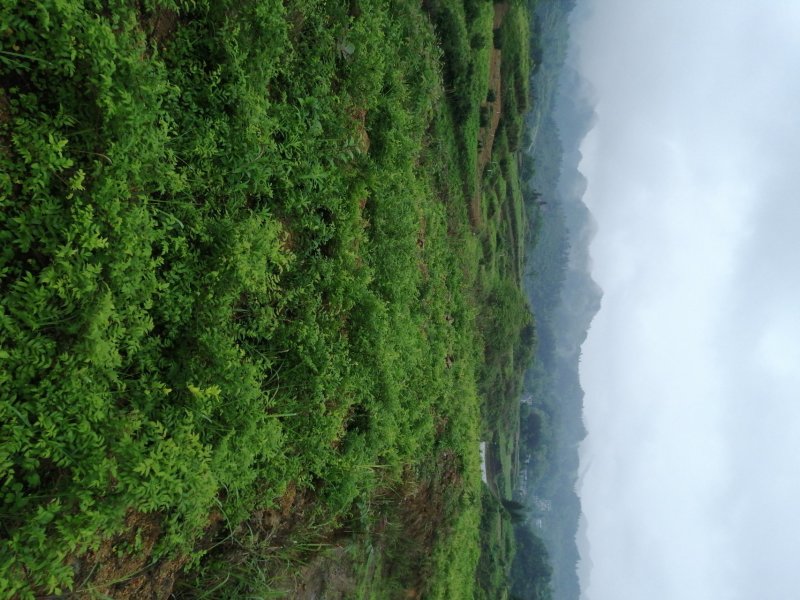 霉茶批发招代理，一件代发。土家神茶又名藤茶