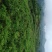 霉茶批发招代理，一件代发。土家神茶又名藤茶