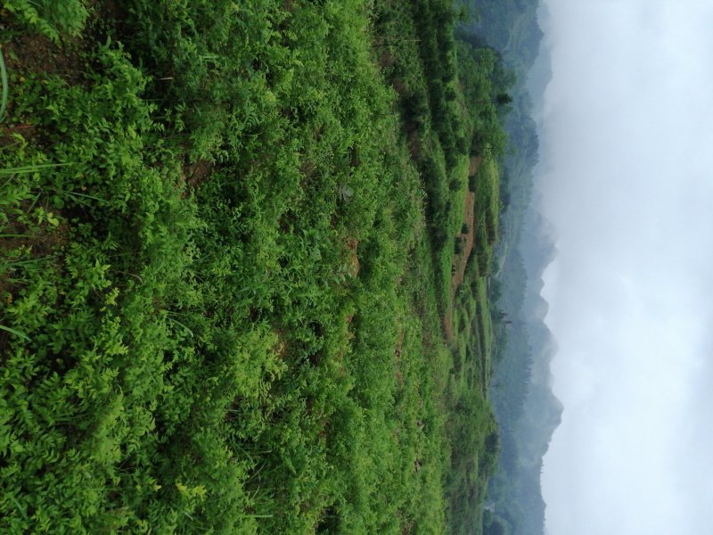 霉茶批发招代理，一件代发。土家神茶又名藤茶