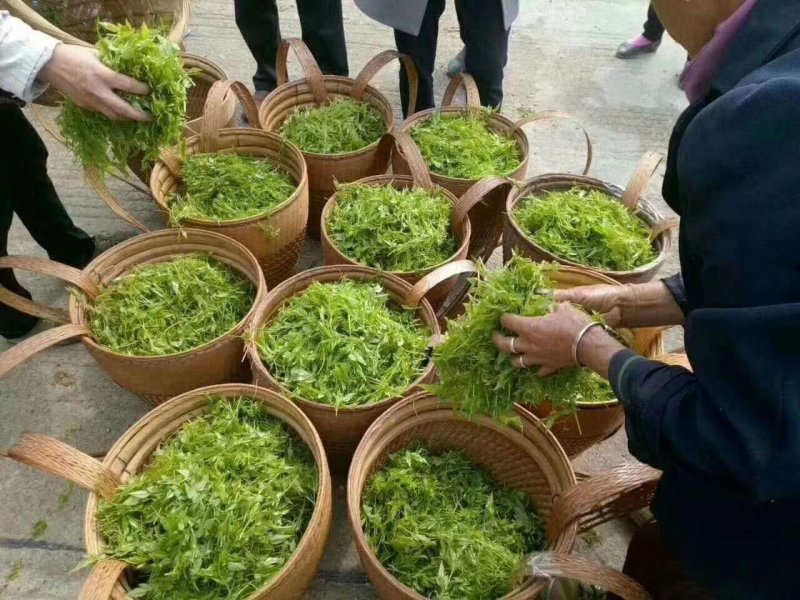 霉茶批发招代理，一件代发。土家神茶又名藤茶