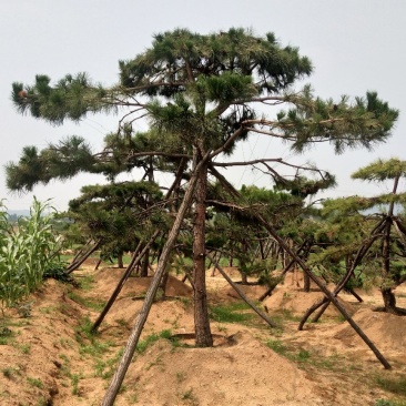 造型松