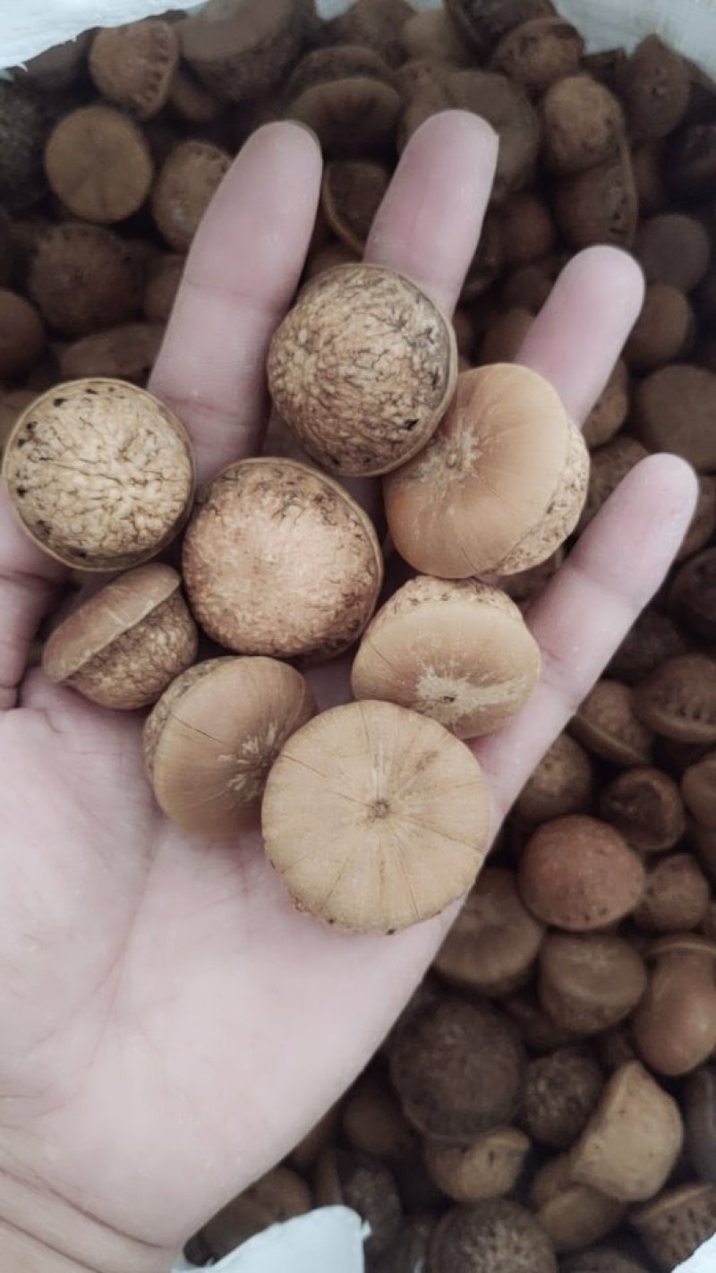 风流果，天然无硫，含仁