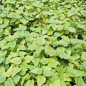 梓树苗