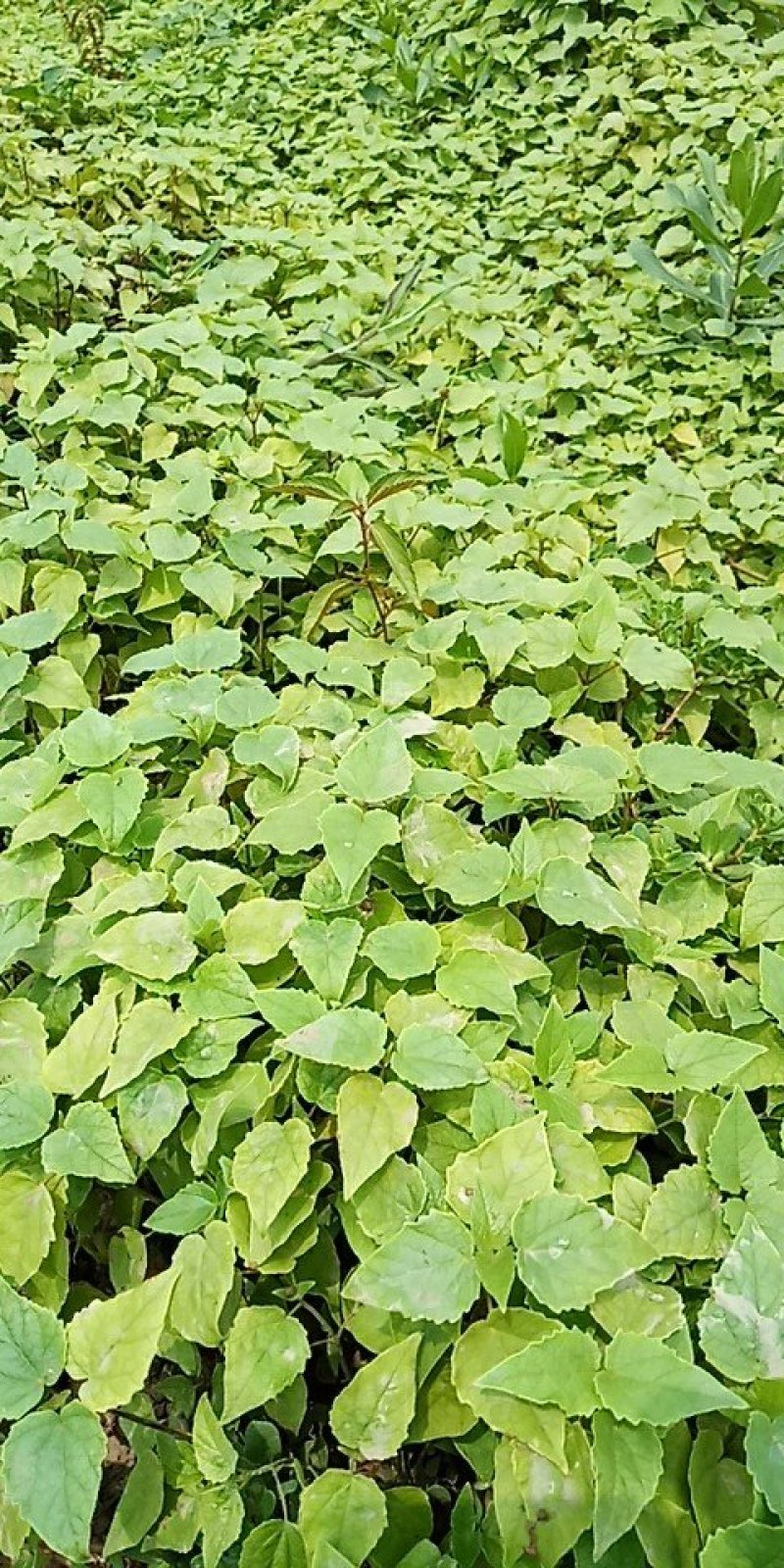 梓树苗