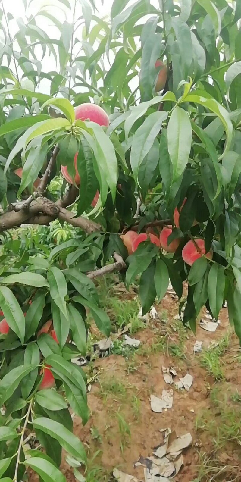 秦安蜜桃，毛桃，可视频看货，支持线上交易，支持一件代发