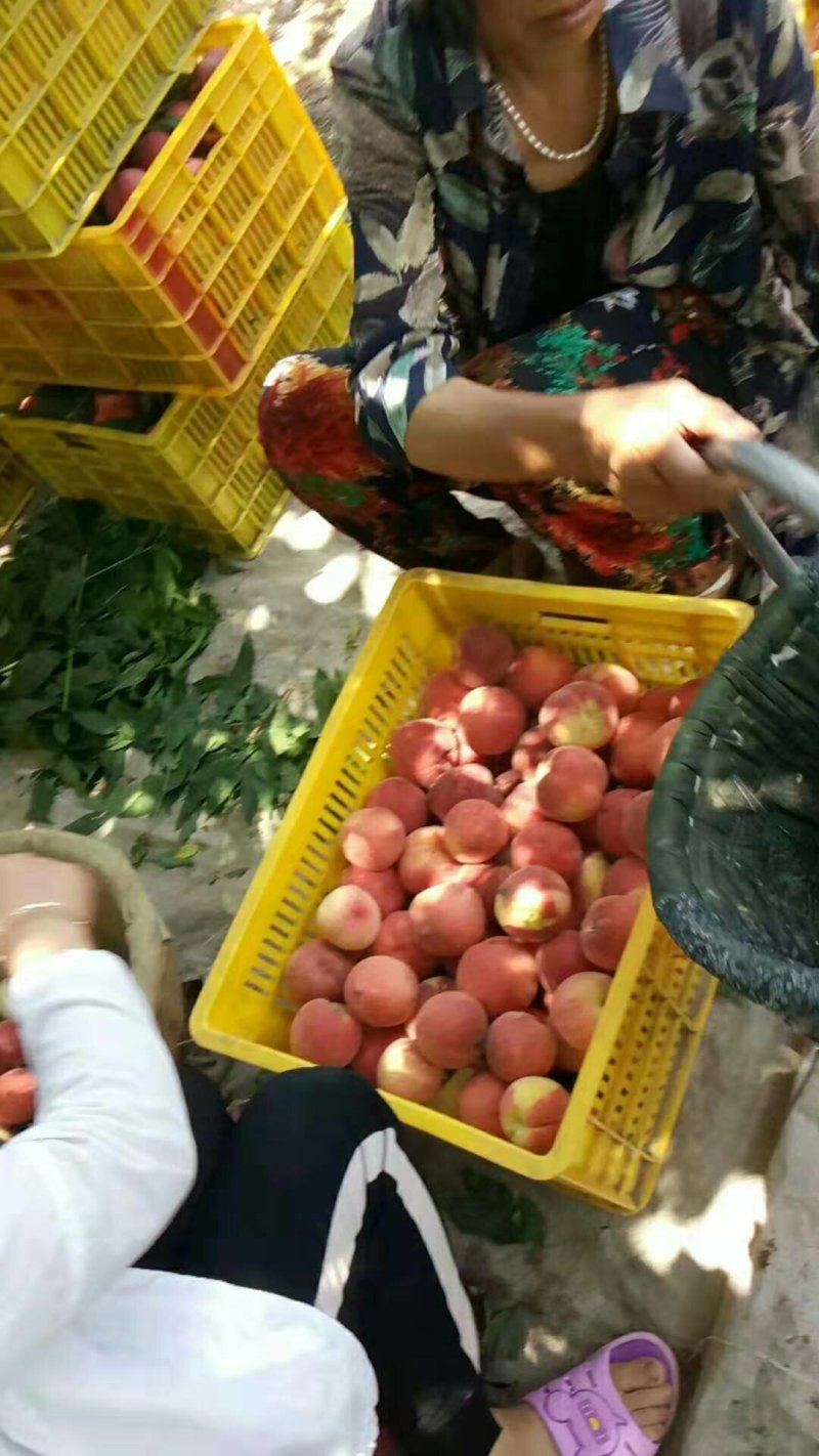 秦安蜜桃仓方早生现已大量上市有需要的老板快来联系我