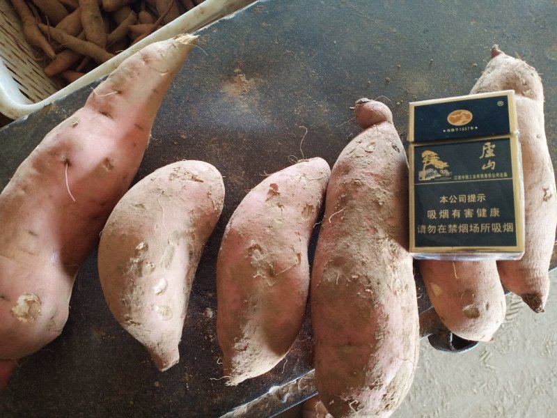 广宗县纯红沙土地龙九口感好