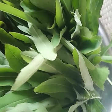 野生蔬菜长白山特产黑土地的野生新鲜现采菜曲么菜