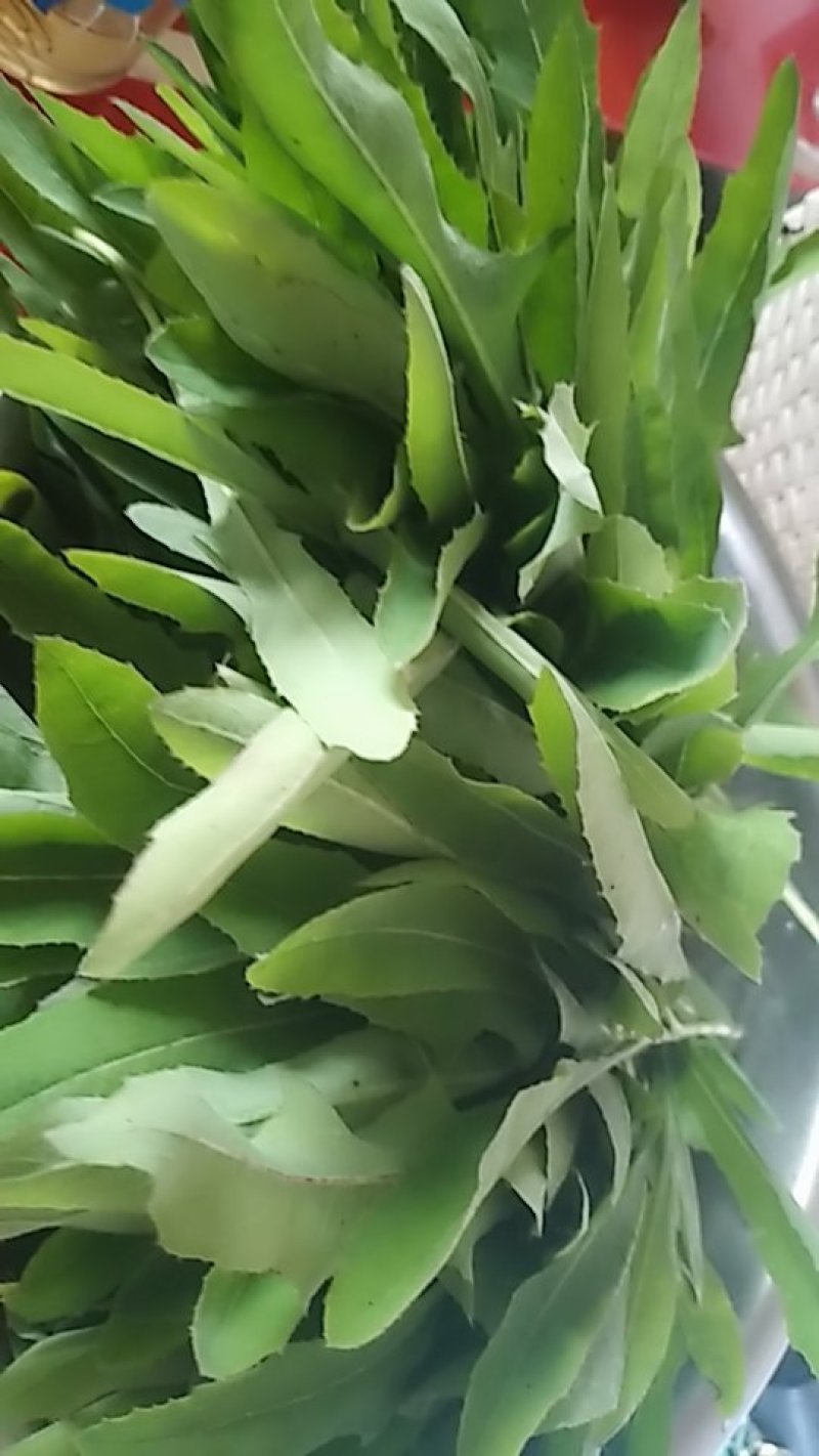野生蔬菜长白山特产黑土地的野生新鲜现采菜曲么菜