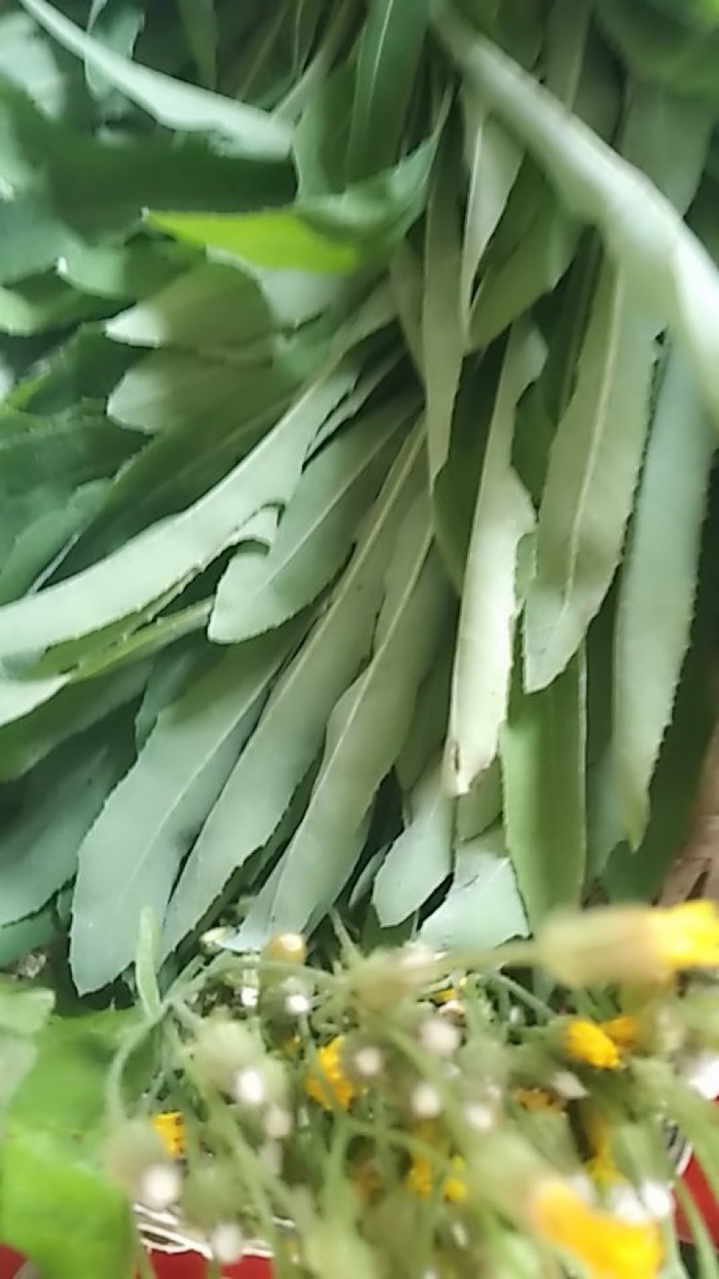 野生蔬菜长白山特产黑土地的野生新鲜现采菜曲么菜