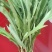 野生蔬菜长白山特产黑土地的野生新鲜现采菜曲么菜