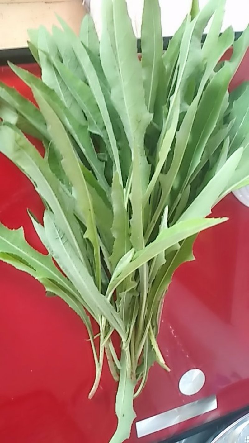 野生蔬菜长白山特产黑土地的野生新鲜现采菜曲么菜