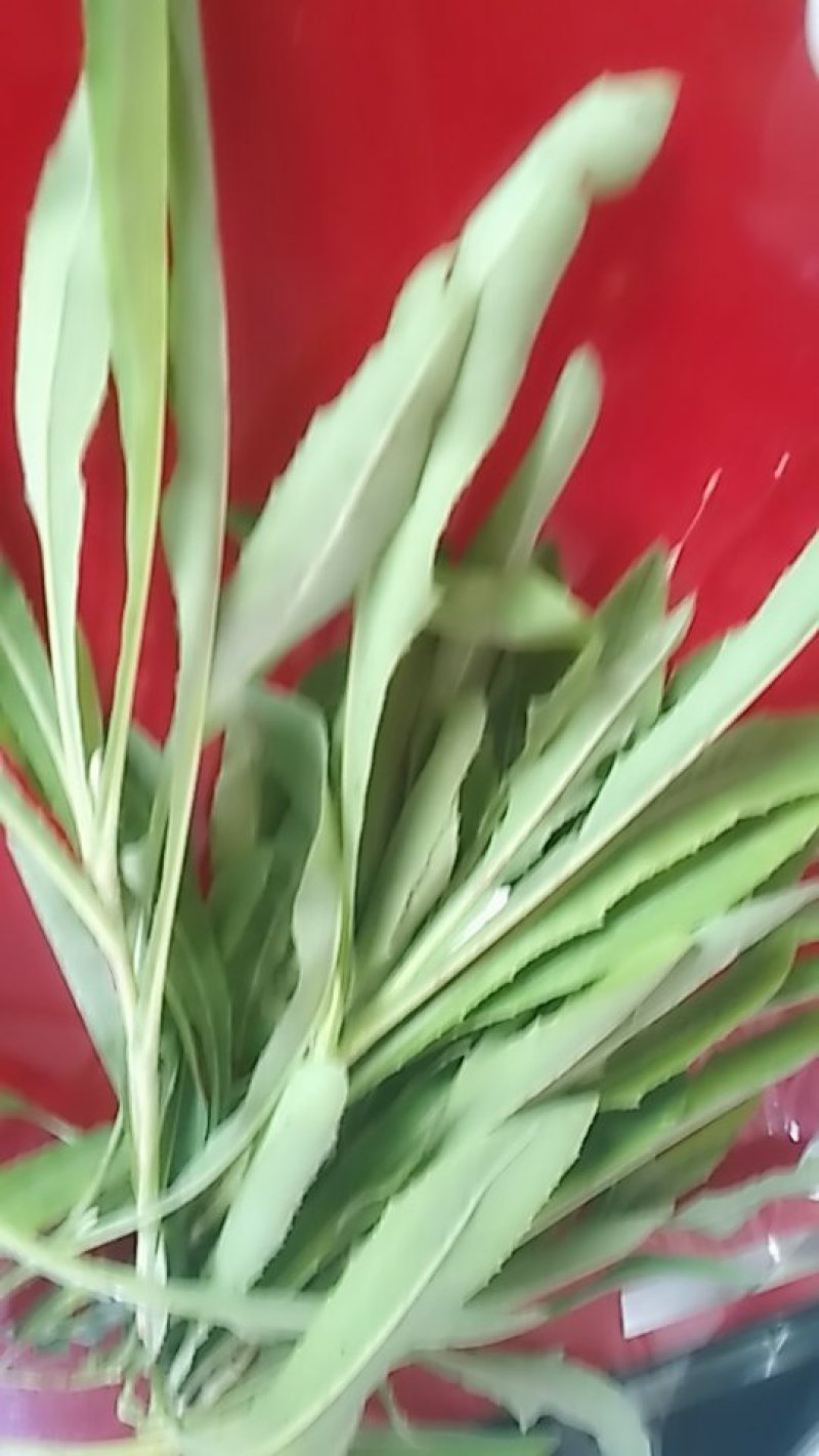 野生蔬菜长白山特产黑土地的野生新鲜现采菜曲么菜