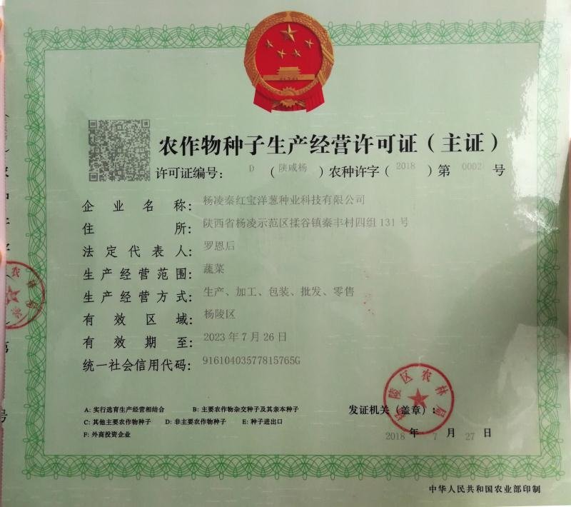 早熟红皮洋葱种子秦红宝3号适合山东河南安徽甘肃新疆等