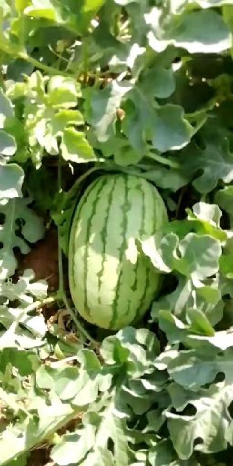 西瓜