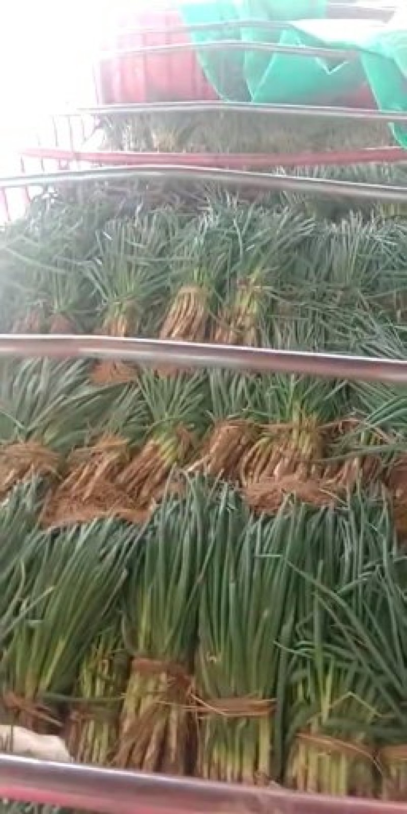 甘肃基地直供青葱，红葱，葱直杆粗
